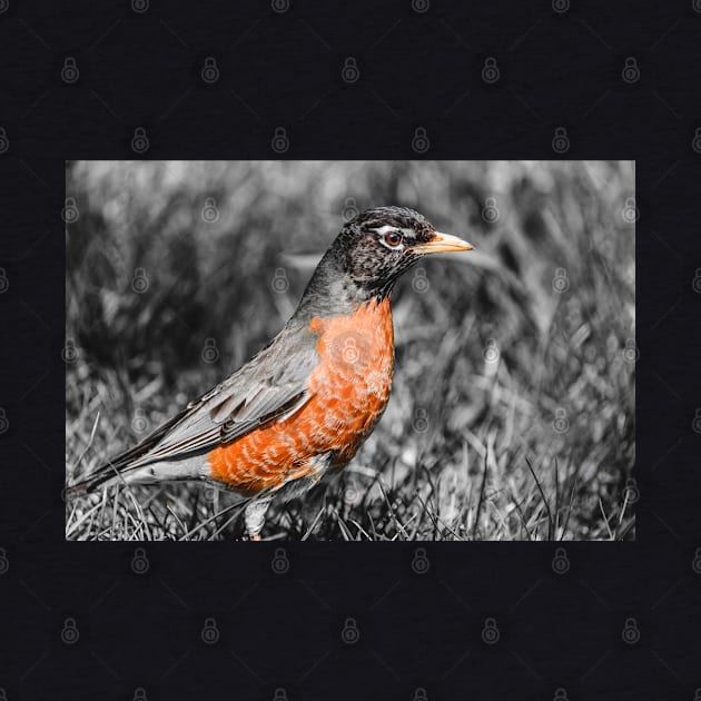 American Robin Isolated Color Photograph by love-fi